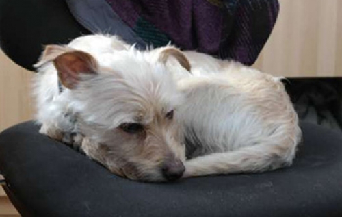 &Beta;&rho;έ&theta;&eta;&kappa;&epsilon; &eta;&mu;ί&alpha;&iota;&mu;&omicron; &Gamma;&omicron;&upsilon;έ&sigma;&tau;&iota;, &Theta;&epsilon;&sigma;/&nu;ί&kappa;&eta;