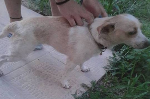 &Chi;ά&theta;&eta;&kappa;&epsilon; ά&sigma;&pi;&rho;&omicron;&sigmaf; &mu;&pi;&epsilon;&zeta; &sigma;&kappa;ύ&lambda;&omicron;&sigmaf;, &Pi;ά&tau;&rho;&alpha;