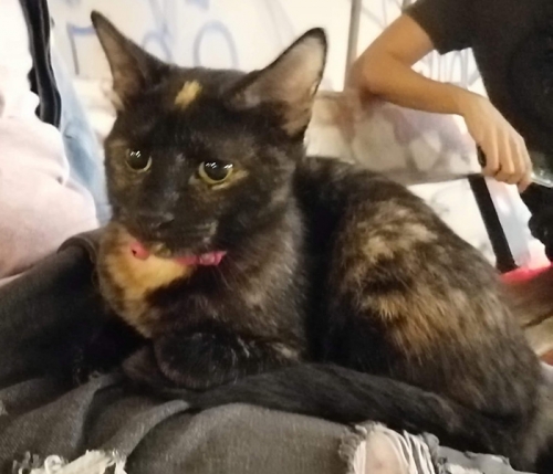 Βρέθηκε γάτα, Πεύκη