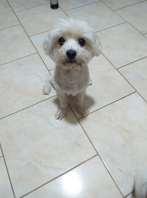 BUDDY χάθηκε-κρατείται;