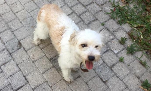 &Beta;&rho;έ&theta;&eta;&kappa;&epsilon; &Sigma;&kappa;ύ&lambda;&omicron;&sigmaf;, &lambda;&epsilon;&upsilon;&kappa;ό &mu;&pi;&epsilon;&zeta;, &Kappa;&alpha;&tau;&epsilon;&rho;ί&nu;&eta;