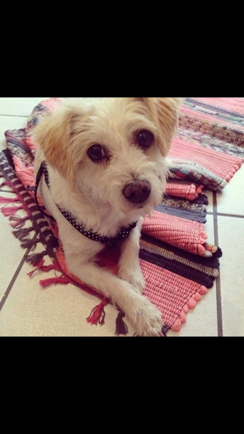 Χάθηκε σκυλάκι στη Κασσάνδρεια Χαλκιδικής (Βάλτα)