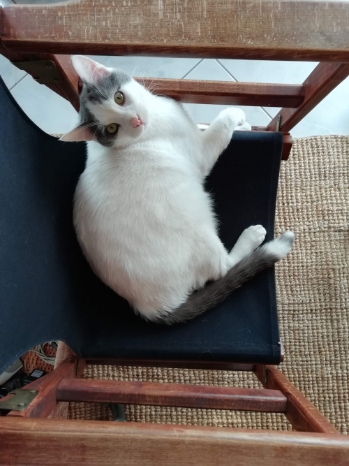 Χάθηκε γάτα στην κάτω Πεύκη