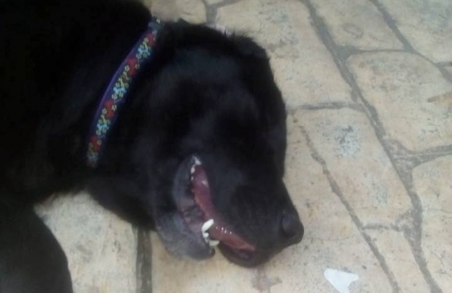 &Beta;&rho;έ&theta;&eta;&kappa;&epsilon; &mu;&alpha;ύ&rho;&omicron; &Lambda;ά&mu;&pi;&rho;&alpha;&nu;&tau;&omicron;&rho;, &Kappa;έ&rho;&kappa;&upsilon;&rho;&alpha;