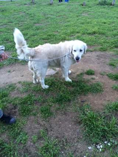 &Beta;&rho;έ&theta;&eta;&kappa;&epsilon; &sigma;&tau;&eta;&nu; &Alpha;&gamma;. &Phi;&iota;&lambda;&omicron;&theta;έ&eta;