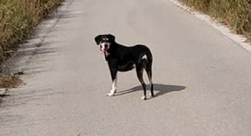 Βρέθηκε μαύρος σκύλος, Γέρακας