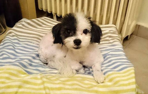 &Chi;ά&theta;&eta;&kappa;&epsilon; &alpha;&sigma;&pi;&rho;ό&mu;&alpha;&upsilon;&rho;&omicron;&sigmaf; &sigma;&kappa;ύ&lambda;&omicron;&sigmaf;, &Kappa;ά&tau;&omega; &Pi;&alpha;&tau;ή&sigma;&iota;&alpha;