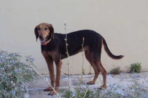 &Kappa;&lambda;ά&pi;&eta;&kappa;&epsilon; &eta;&mu;ί&alpha;&iota;&mu;&omicron;&sigmaf; &sigma;&kappa;ύ&lambda;&omicron;&sigmaf;, &Xi;&upsilon;&lambda;ό&kappa;&alpha;&sigma;&tau;&rho;&omicron;