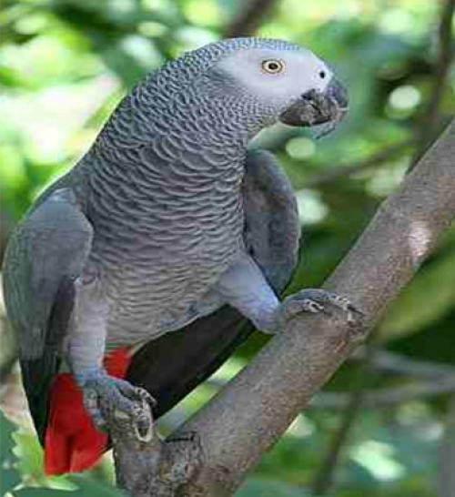 Χάθηκε παπαγάλος, Νέα Σμύρνη