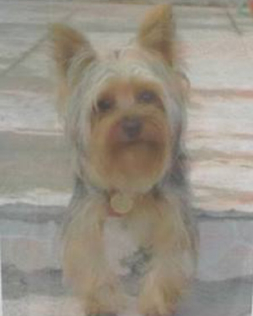 &Chi;ά&theta;&eta;&kappa;&epsilon; &Gamma;&iota;&omicron;&rho;&kappa;&sigma;ά&iota;&rho; &Tau;&epsilon;&rho;&rho;&iota;έ, &Pi;&alpha;&lambda;&iota;ό &Phi;ά&lambda;&eta;&rho;&omicron;