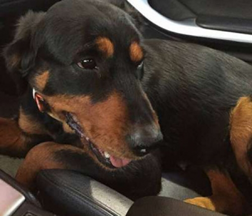 &Beta;&rho;έ&theta;&eta;&kappa;&epsilon; &eta;&mu;ί&alpha;&iota;&mu;&omicron; &rho;&omicron;&tau;&beta;ά&iota;&lambda;&epsilon;&rho;