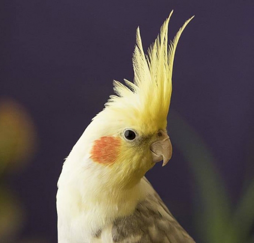 Χάθηκε παπαγάλος, Χολαργός