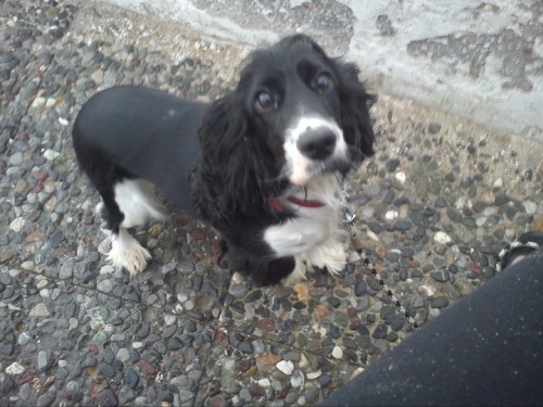 Χάθηκε σκυλίτσα στη Βραυρώνα στις 10-08-2018