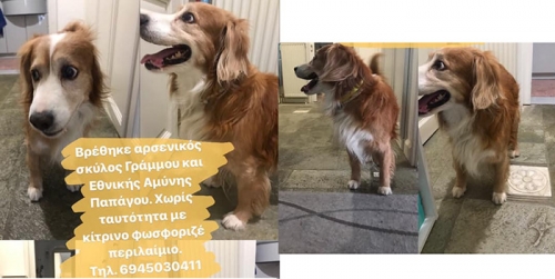 Βρέθηκε αρσενικός σκύλος, Παπάγου