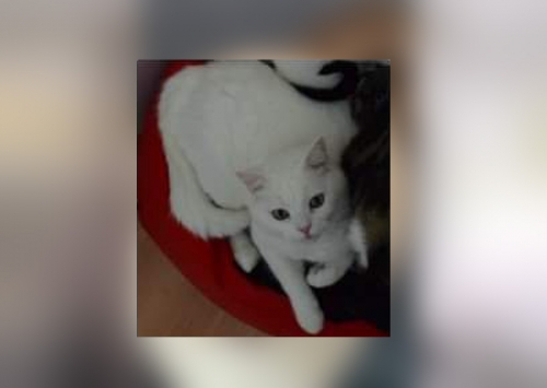 Χάθηκε λευκός γάτος, Θεσ/νίκη