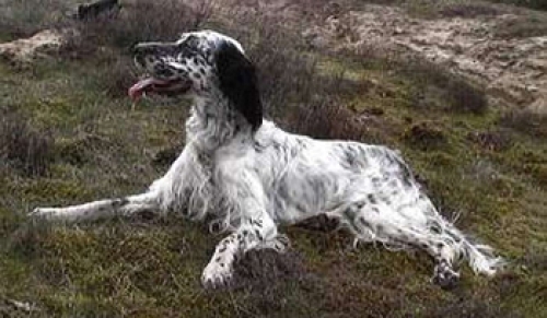 &Beta;&rho;έ&theta;&eta;&kappa;&epsilon; &alpha;&sigma;&pi;&rho;ό&mu;&alpha;&upsilon;&rho;&omicron; &Sigma;έ&tau;&tau;&epsilon;&rho;