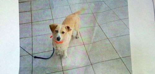 &Chi;ά&theta;&eta;&kappa;&epsilon; &mu;&pi;&epsilon;&zeta; &eta;&mu;ί&alpha;&iota;&mu;&omicron; &sigma;&kappa;&upsilon;&lambda;ά&kappa;&iota;, &Eta;&rho;ά&kappa;&lambda;&epsilon;&iota;&omicron;