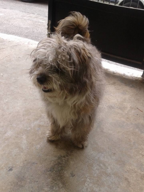 &Chi;ά&theta;&eta;&kappa;&epsilon; &mu;&iota;&kappa;&rho;ό&sigma;&omega;&mu;&omicron; &sigma;&kappa;&upsilon;&lambda;ά&kappa;&iota;