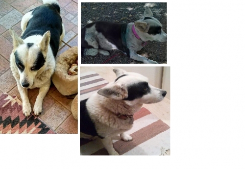 ΧΑΘΗΚΕ Η' ΚΛΑΠΗΚΕ Η ΣΚΥΛΙΤΣΑ ΜΑΣ- ΒΑΘΥ ΑΓ.ΝΙΚΟΛΑΟ ΚΡΗΤΗ