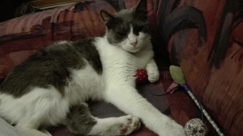 ΧΑΣΑΜΕ ΤΟΝ GOODINO ΜΑΣ!!!