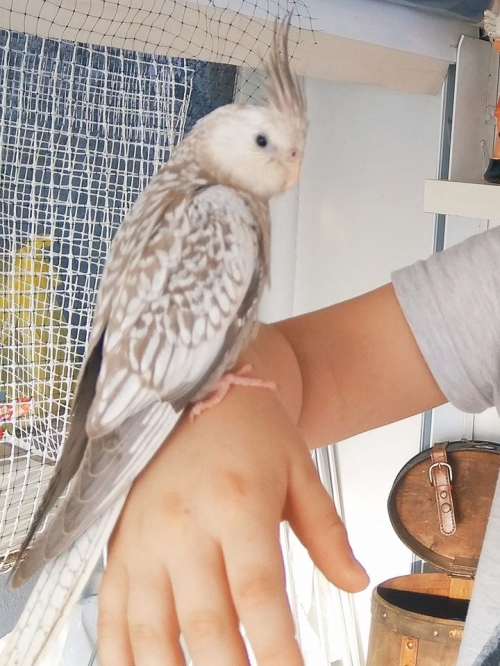 ΧΑΘΗΚΕ ΤΟ ΚΟΚΑΤΙΛ.