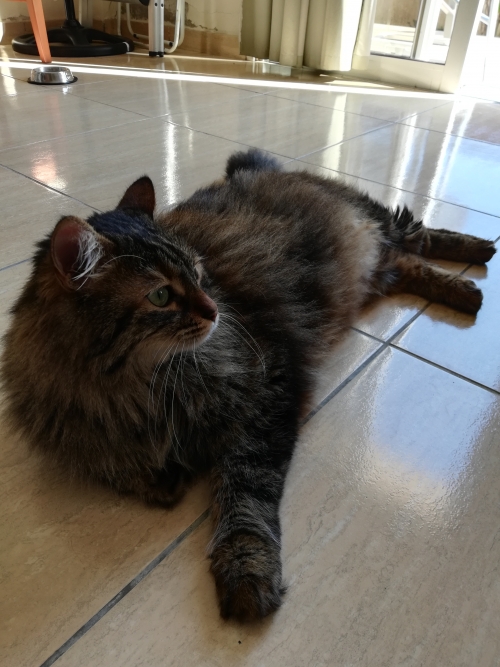 ΧΑΘΗΚΕ ΓΑΤΑ ΚΥΠΡΟΣ ΟΡΟΚΛΙΝΗ - CAT WENT MISSING CYPRUS OROKLINI