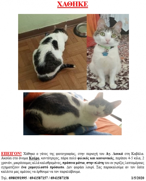 ΧΑΘΗΚΕ ΓΑΤΑ ΣΤΗΝ ΚΑΒΑΛΑ ΠΕΡΙΟΧΗ ΑΓΙΟ ΛΟΥΚΑ