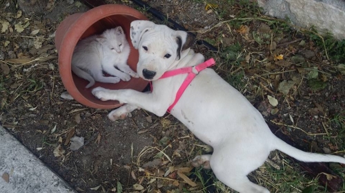 &Chi;ά&theta;&eta;&kappa;&epsilon; &Sigma;&kappa;ύ&lambda;&omicron;&sigmaf;, &theta;&eta;&lambda;&upsilon;&kappa;ό &Pi;&iota;&tau;&mu;&pi;&omicron;&upsilon;&lambda;, &Kappa;&omicron;&sigma;&kappa;&iota;&nu;&omicron;ύ