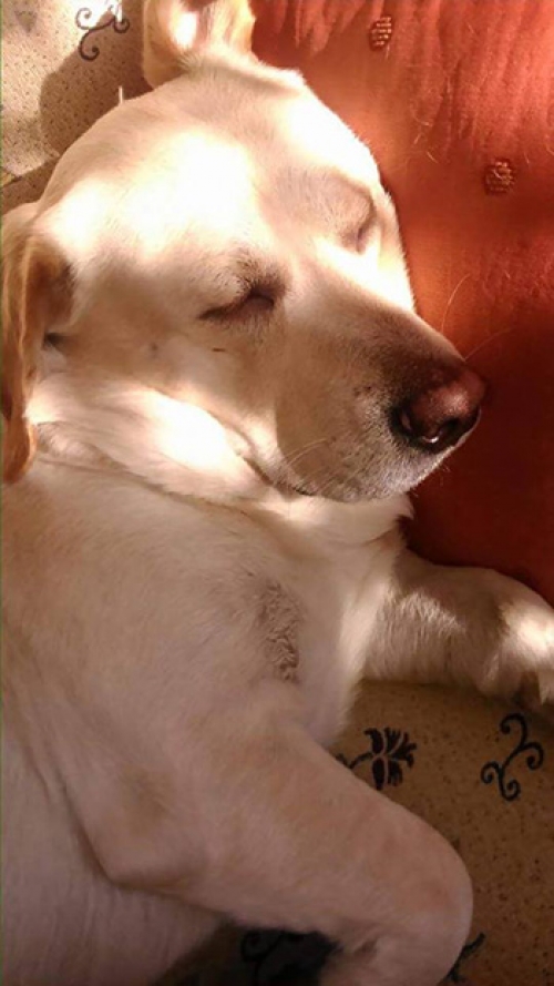 &Chi;ά&theta;&eta;&kappa;&epsilon; &lambda;&epsilon;&upsilon;&kappa;ό, &mu;&alpha;&lambda;&lambda;&omicron;&nu; &Lambda;ά&mu;&pi;&rho;&alpha;&nu;&tau;&omicron;&rho;