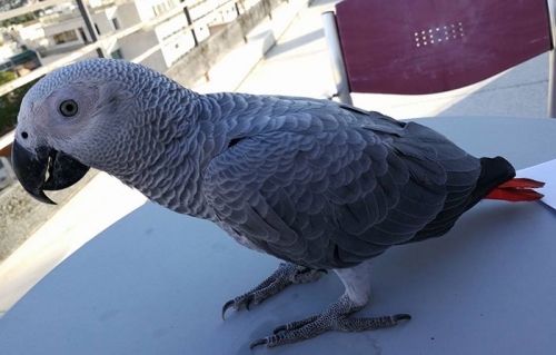 &Chi;ά&theta;&eta;&kappa;&epsilon; &pi;&alpha;&pi;&alpha;&gamma;ά&lambda;&omicron;&sigmaf; &Zeta;ά&kappa;&omicron;, &Theta;&epsilon;&sigma;/&nu;ί&kappa;&eta;