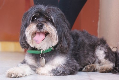 &Chi;ά&theta;&eta;&kappa;&epsilon; &mu;&iota;&kappa;&rho;ό&sigma;&omega;&mu;&omicron;&sigmaf; &Sigma;&kappa;ύ&lambda;&omicron;&sigmaf;, &Kappa;έ&rho;&kappa;&upsilon;&rho;&alpha;