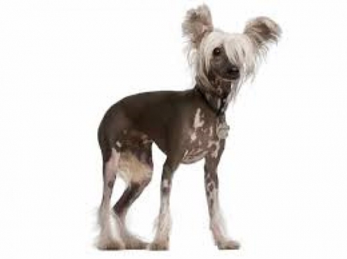 Βρέθηκε Κινέζικο Κρέστεντ, Καλλιθέα