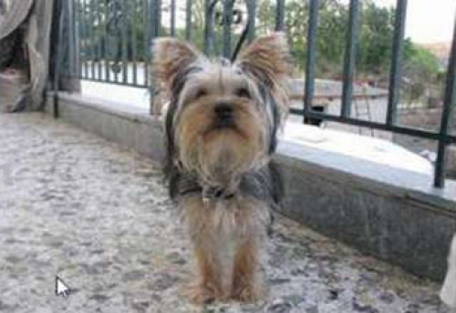 &Chi;ά&theta;&eta;&kappa;&epsilon; ή &kappa;&lambda;ά&pi;&eta;&kappa;&epsilon; &Gamma;&iota;&omicron;&rho;&kappa;&sigma;άϊ&rho;, &Kappa;&omicron;&rho;&omega;&pi;ί