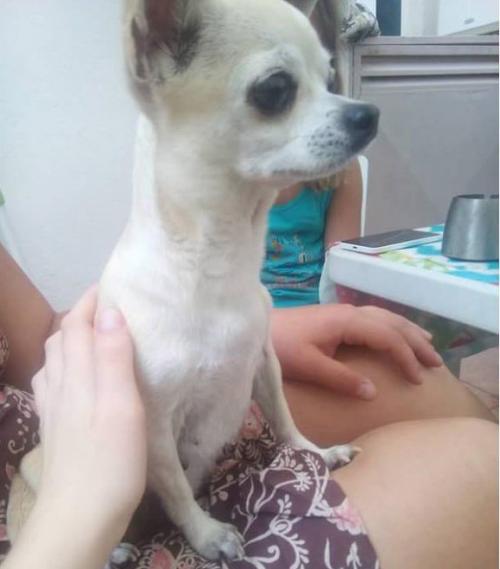 Βρέθηκε Τσιουάουα, Θεσσαλονίκη