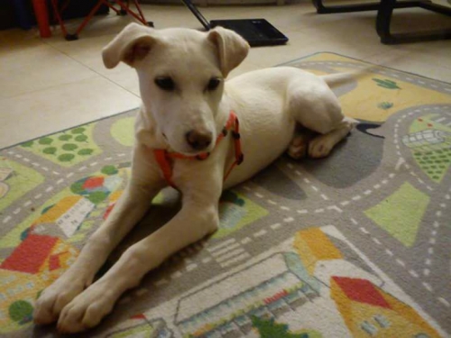 Χάθηκε ημίαιμο Λάμπραντορ, Γάζι Ηρακλείου