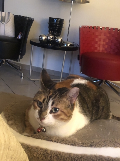 ΧΑΘΗΚΕ ΓΑΤΟΥΛΑ