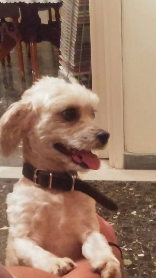 Βρέθηκε άσπρο Κανίς, Κερατσίνι