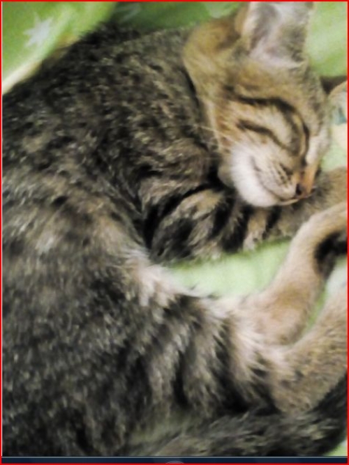 ΒΡΕΘΗΚΕ ΓΛΥΚΟ ΓΑΤΑΚΙ ΣΤΗΝ ΚΕΡΑΤΕΑ 6934-678682