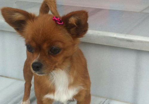 Χάθηκε καφέ Τσιουάουα, Μενίδι