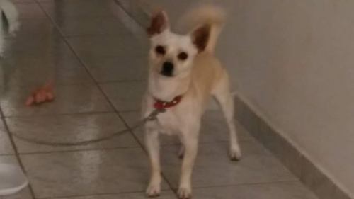 &Beta;&rho;έ&theta;&eta;&kappa;&epsilon; &mu;&pi;&epsilon;&zeta; &Tau;&sigma;&iota;&omicron;&upsilon;ά&omicron;&upsilon;&alpha;, &Eta;&rho;ά&kappa;&lambda;&epsilon;&iota;&omicron;