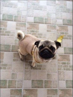&Chi;ά&theta;&eta;&kappa;&epsilon; &mu;&pi;&epsilon;&zeta; pug