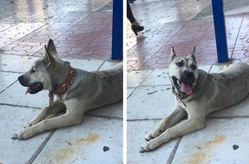 Βρέθηκε γκρι σκύλος, Γαλάτσι