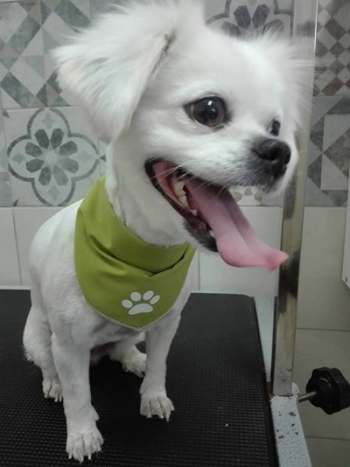 Χάθηκε άσπρος σκύλος, Παιανία