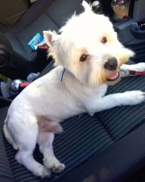 &Chi;ά&theta;&eta;&kappa;&epsilon; West Highland, &Alpha;&gamma;. &Sigma;&tau;έ&phi;&alpha;&nu;&omicron;&sigmaf;