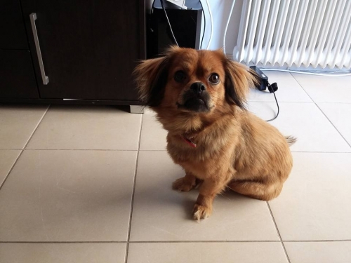 &Chi;ά&theta;&eta;&kappa;&epsilon; &Sigma;&kappa;ύ&lambda;&omicron;&sigmaf;, &alpha;&rho;&sigma;&epsilon;&nu;&iota;&kappa;ό &kappa;&alpha;&phi;έ &sigma;&tau;&eta;&nu; &Kappa;&alpha;&kappa;&iota;ά &Sigma;&kappa;ά&lambda;&alpha;