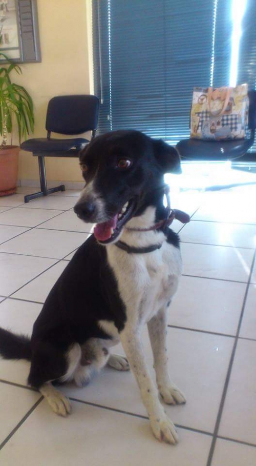 Χάθηκε μαύρο άσπρο σκυλάκι, Γέρακας