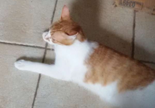 Χάθηκε θηλυκιά γάτα, Πάτρα