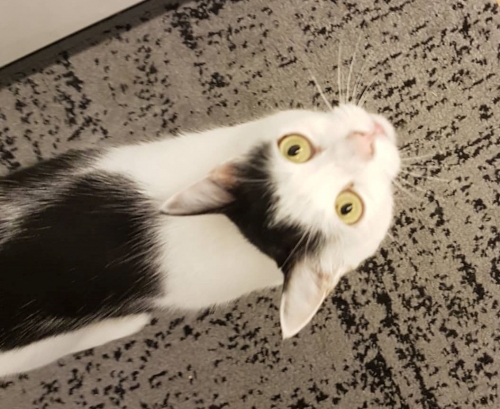 ΧΑΘΗΚΕ ΑΣΠΡΟΜΑΥΡΗ ΓΑΤΑ ΣΤΟ ΠΙΚΕΡΜΙ