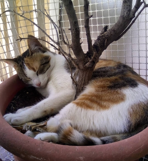 Χάθηκε γατούλα στην Λάρισα, περιοχή Αγίου Κωσταντίνου