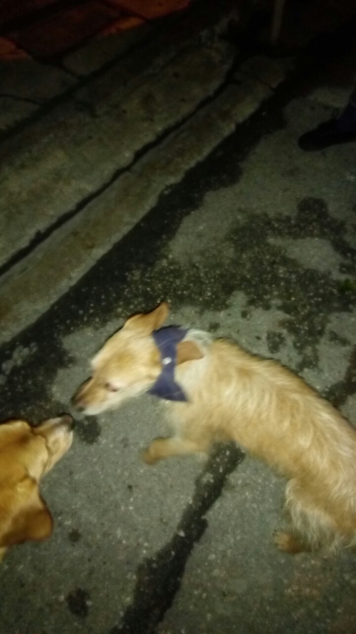 βρεθηκε σκυλάκι στα κατω πετραλωνα στον πεζοδρομο με φουλάρι στο λαιμό